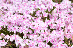 大道理芝桜まつり⑥