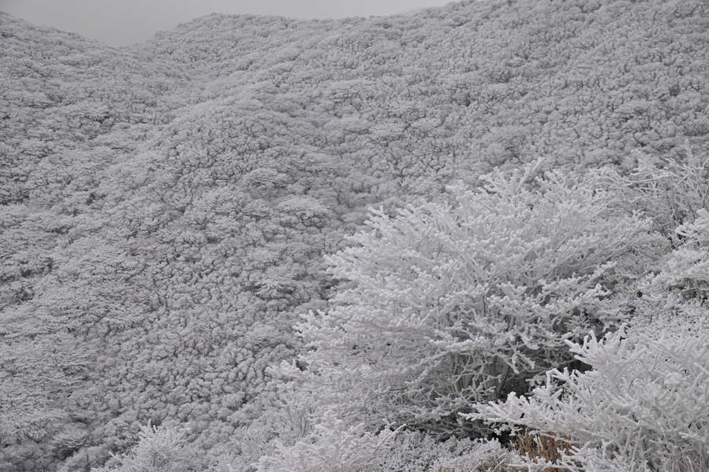 霧氷の森
