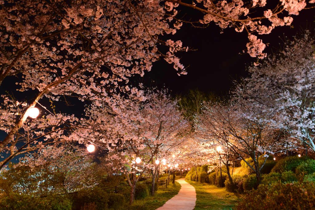 菊池公園ライトアップ⑤