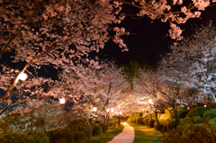 菊池公園ライトアップ⑤