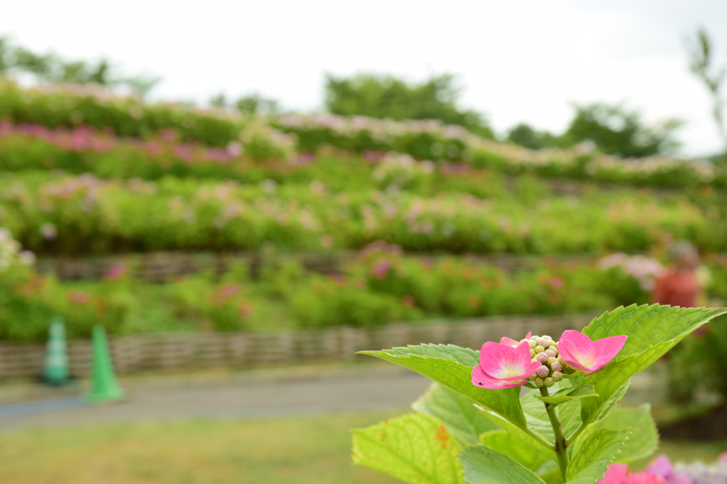 若松あじさい祭り
