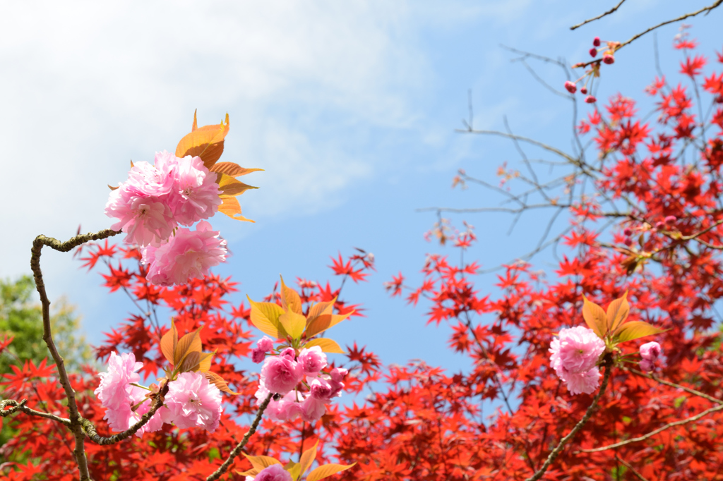 一心寺の桜④