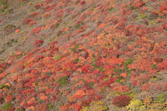 くじゅう連山～紅葉のパッチワーク～