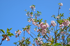 上野江植物公園③