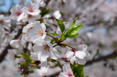 菊池公園の桜祭り②