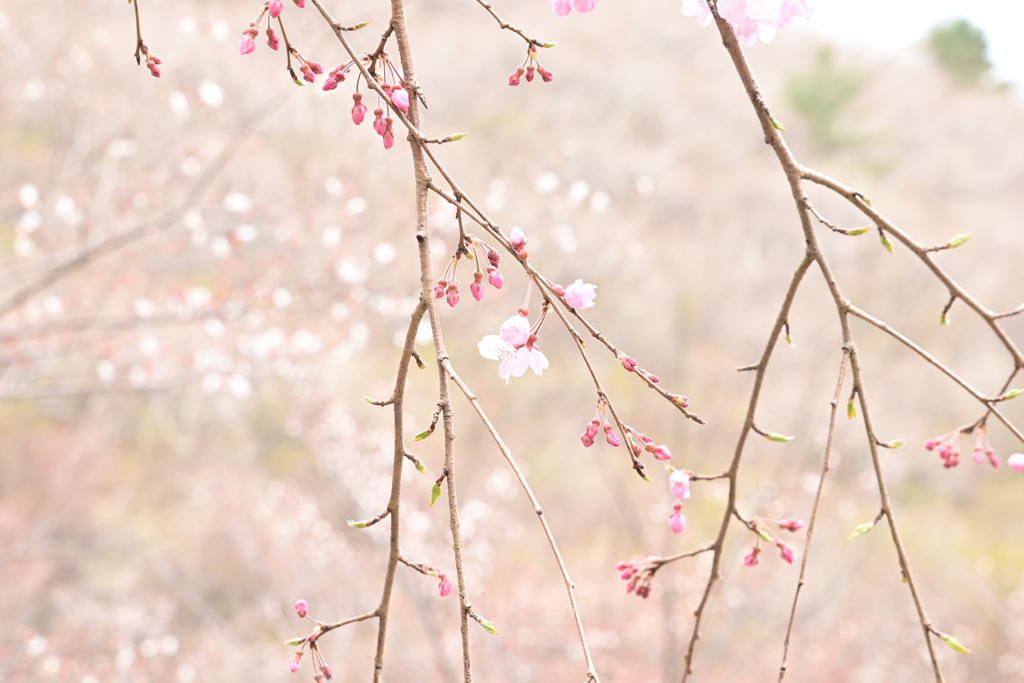 くじゅう朽網分かれの山桜