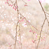 くじゅう朽網分かれの山桜