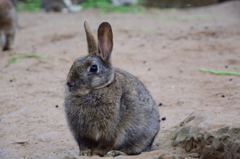 能古島のうさぎさん②