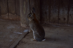 能古島のうさぎさん③