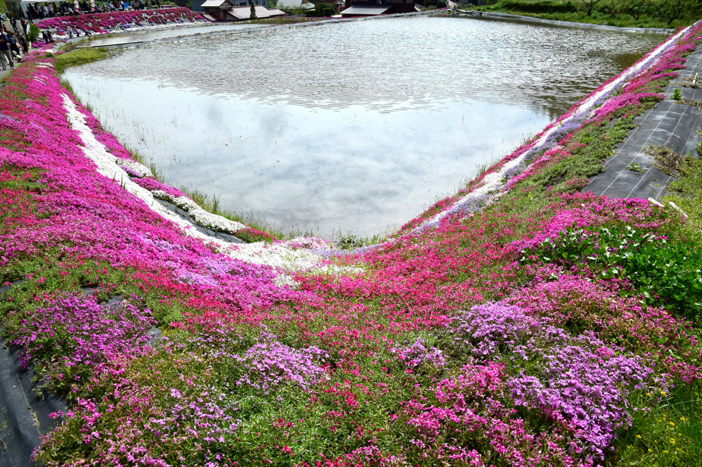 大道理芝桜まつり②