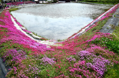大道理芝桜まつり②