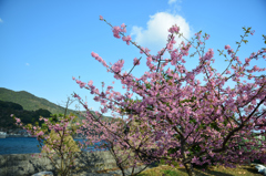 河津桜