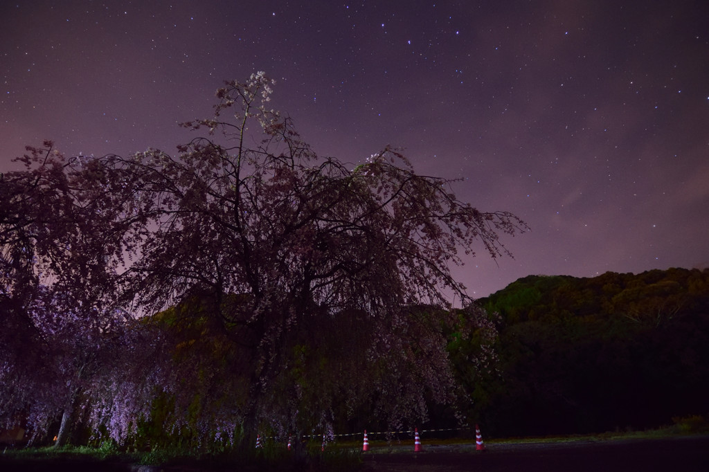 耶馬渓の夜桜