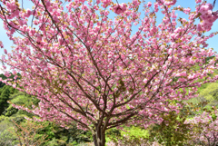 烏帽子岳のぼたん桜Ⅱ