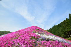 大道理芝桜まつり⑨
