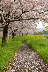 桜並木道