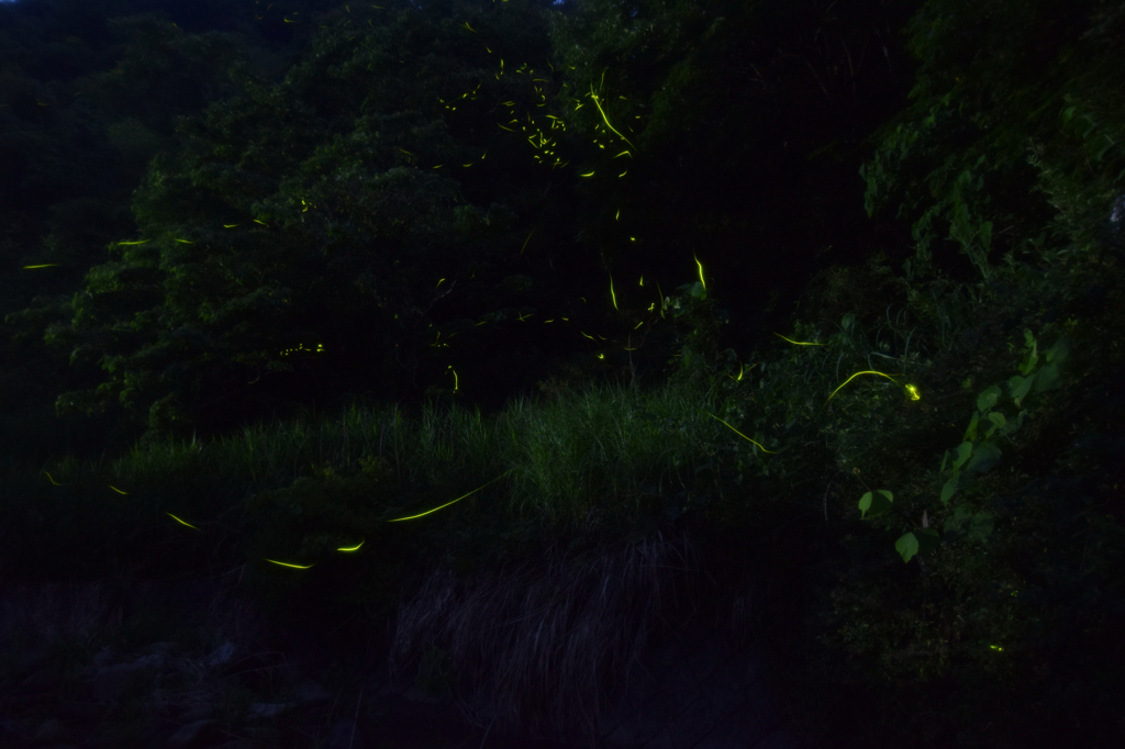 小川とホタル⑨