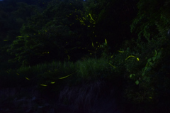 小川とホタル⑨