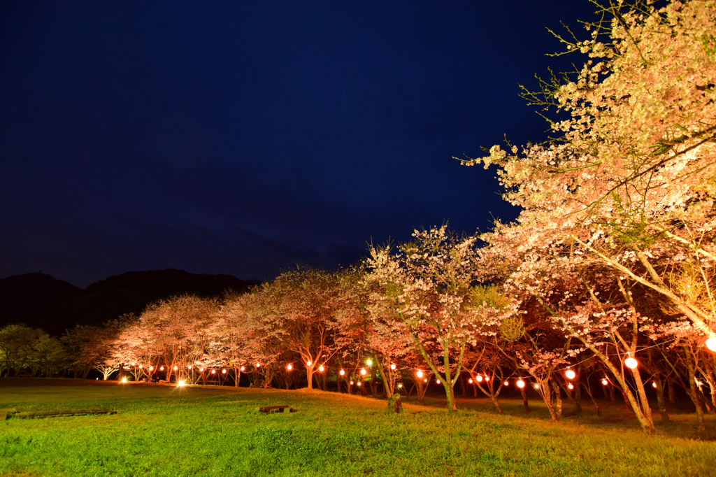 安芸ダム公園の桜