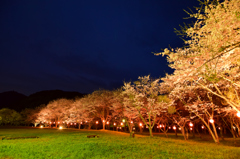 安芸ダム公園の桜