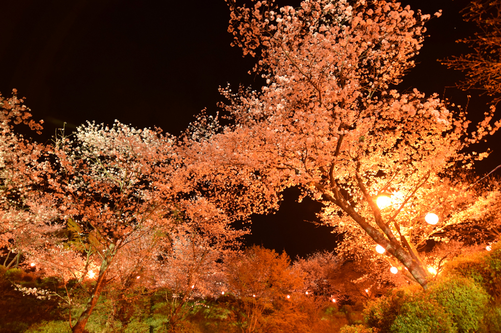 菊池公園ライトアップ④