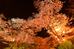 菊池公園ライトアップ④