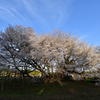 一心行の大桜