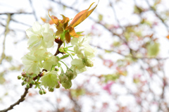 一心寺の桜