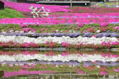 大道理芝桜まつり