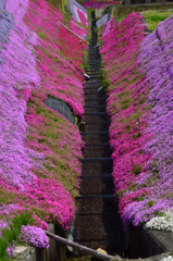大道理芝桜まつり④
