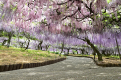 藤の花を見上げて