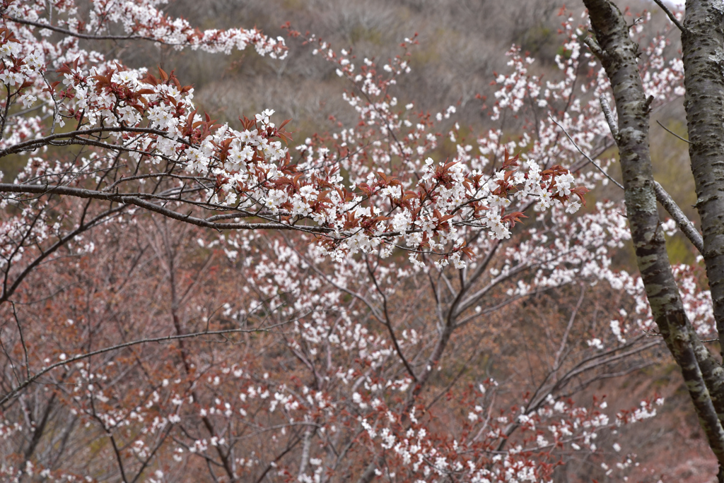 朽網分れの山桜