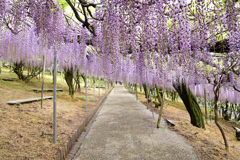 藤の花のカーテン