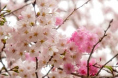 耶馬渓の桜