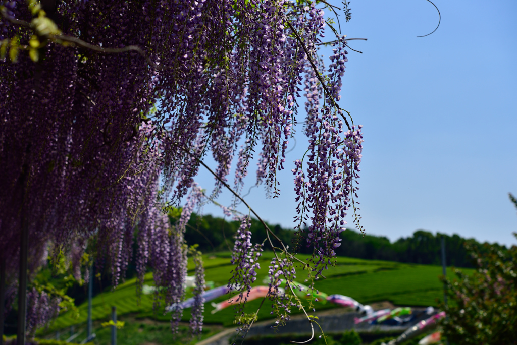 藤の花と鯉のぼり