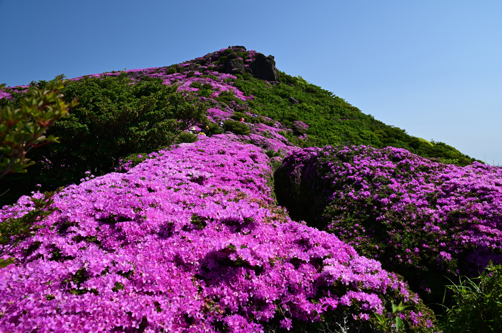 ミヤマキリシマ咲く登山道