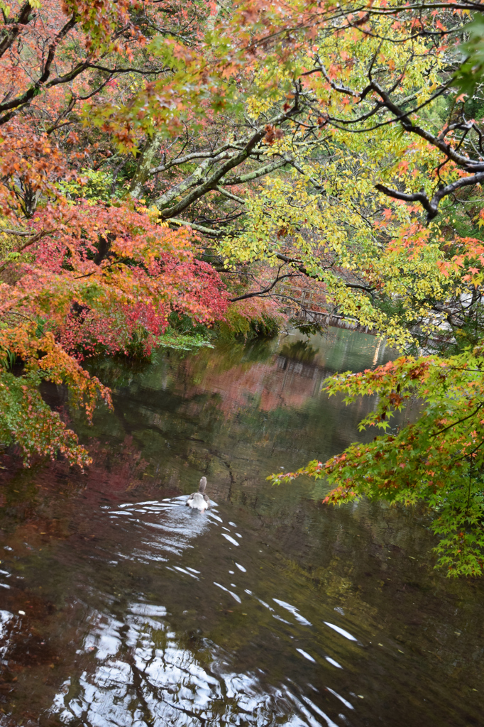 鴨の紅葉狩り