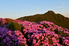 夕日に染まるミヤマキリシマと大船山