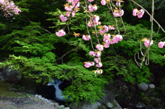 一心寺の桜⑤
