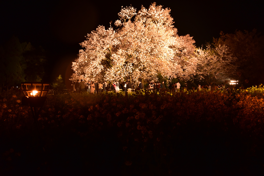 一心行の大桜③