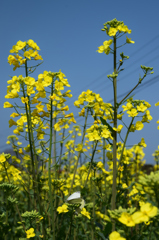 春色を探して④