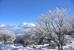 鶴見岳霧氷