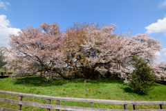 一心行の大桜