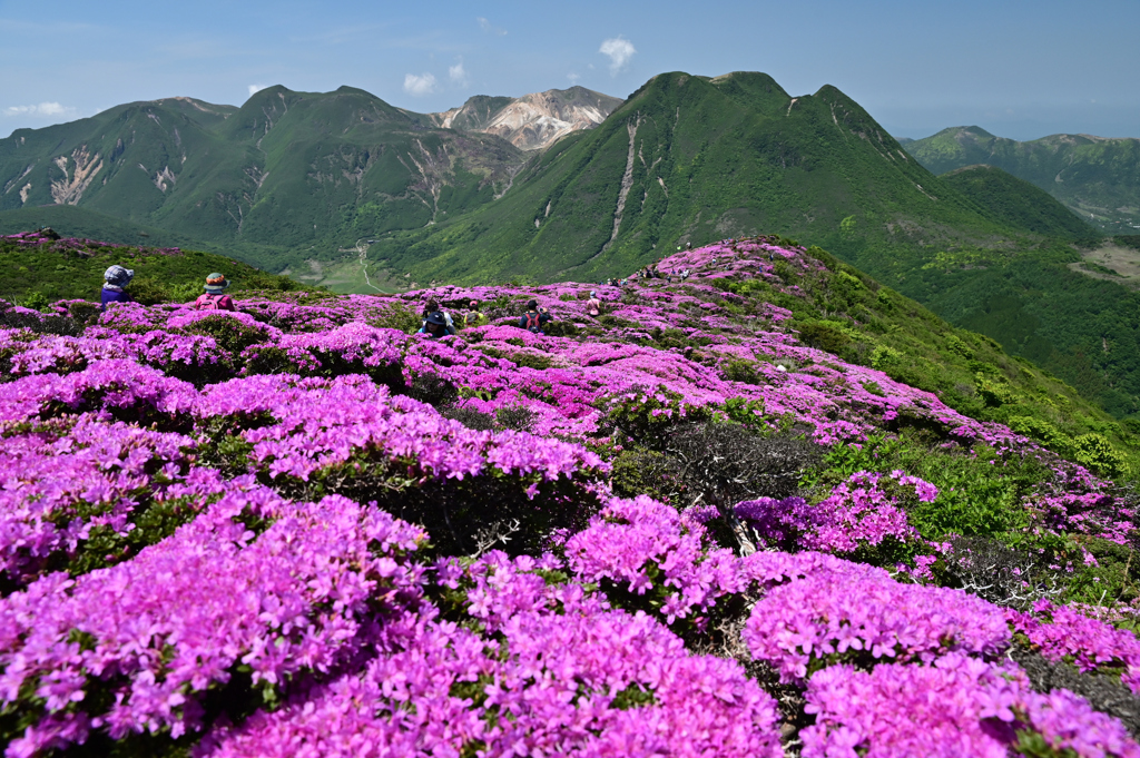 ミヤマキリサシマ咲く稜線
