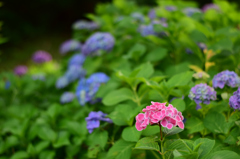 江汐公園の紫陽花
