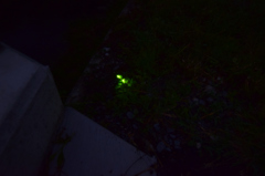 小川とホタル④