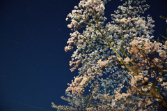 菊池公園の夜桜③