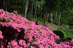 上野江植物公園②