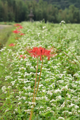 蕎麦の花と彼岸花