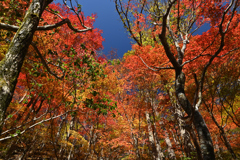 くじゅう連山～紅葉巡りⅡ～